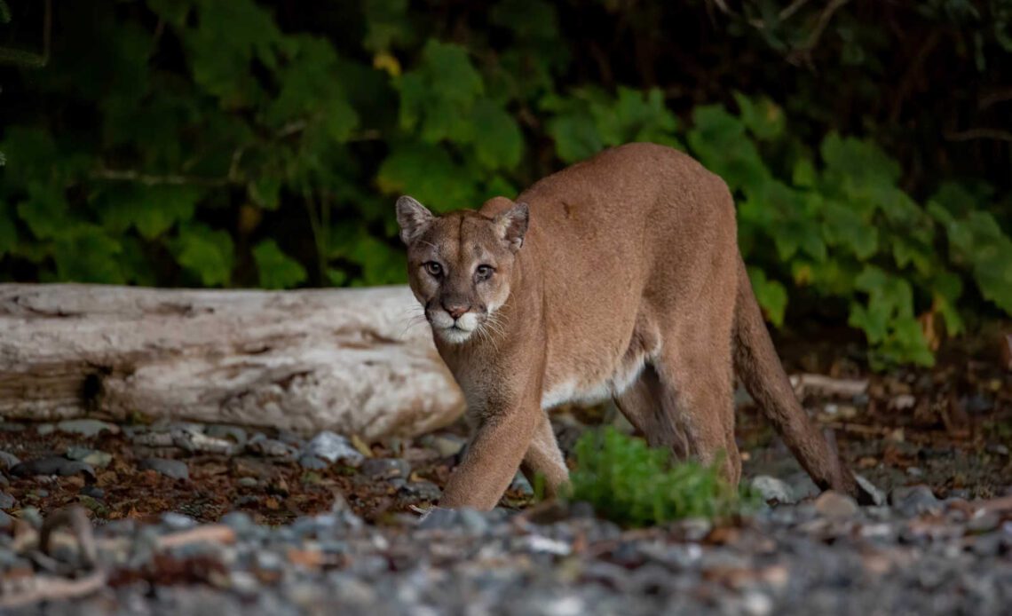 Mountain biker has standoff with mountain lion