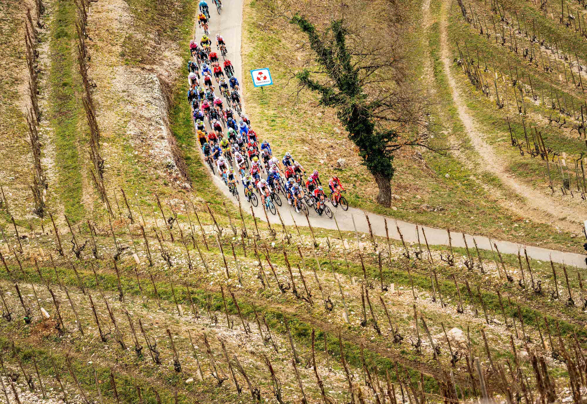 Men's peloton racing through the vineyards in France 