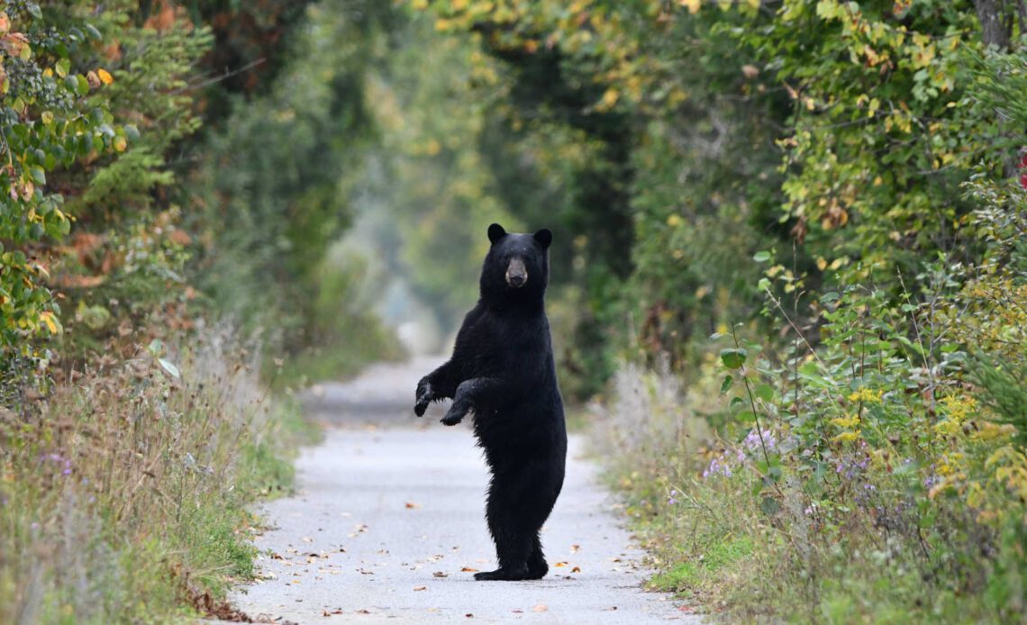 B.C. Cyclist collides with black bear while on gravel bike