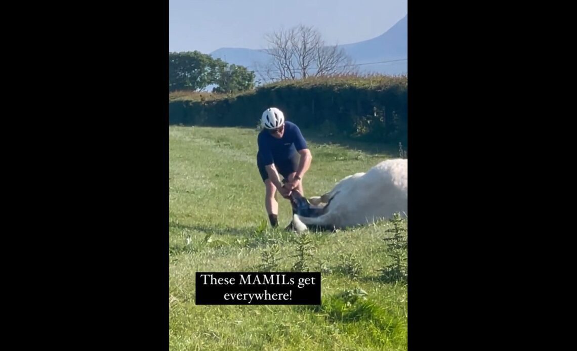 A cyclist delivers a calf in england