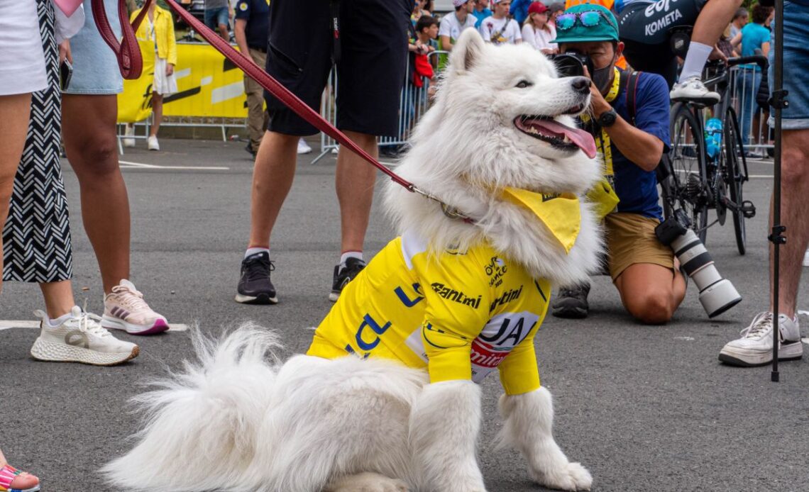Dogs of the Tour de France: The real stars of the show