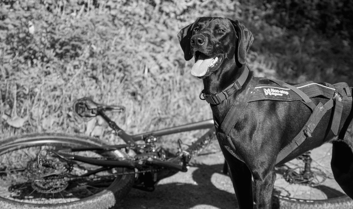What is bikejoring? The sport every dog-loving cyclist needs to know