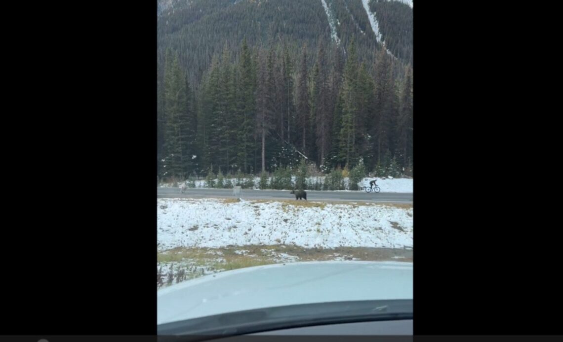 Absolutely wild video of a grizzly bear charging past cyclist in Alberta