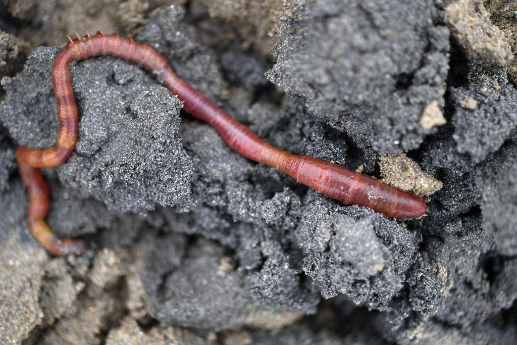 Expert dismisses concerns of worm hemoglobin doping, says it's easy to detect