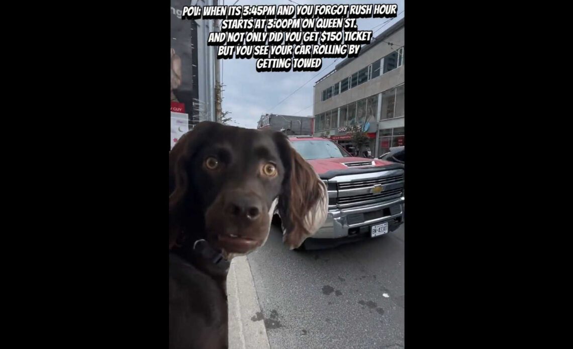 Funny video of a dog watching a car get towed