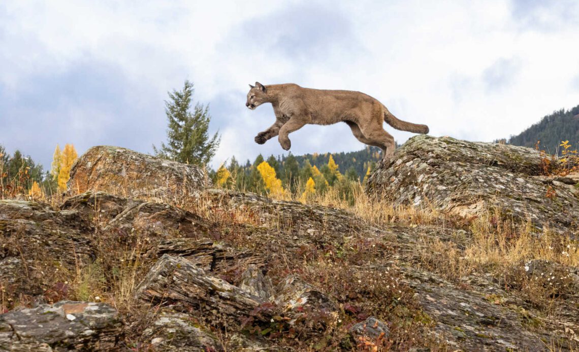 Seattle cyclist attacked by cougar when riding on group trail ride